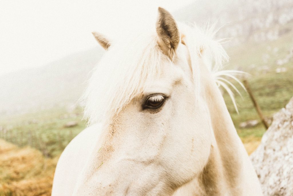 equi-hypnocoaching